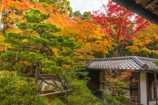 大徳寺塔頭、高桐院の紅葉を見ながら千利休の名言を回想しているイメージ写真