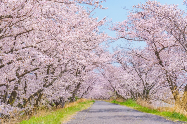 財政再建のプロ！二宮金次郎の名言を桜が満開の道を散歩しながら想像し、心が晴れ晴れとしているイメージ写真
